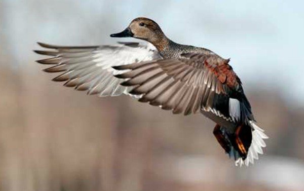 Gadwall