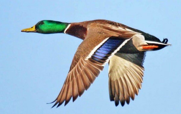 Mallard